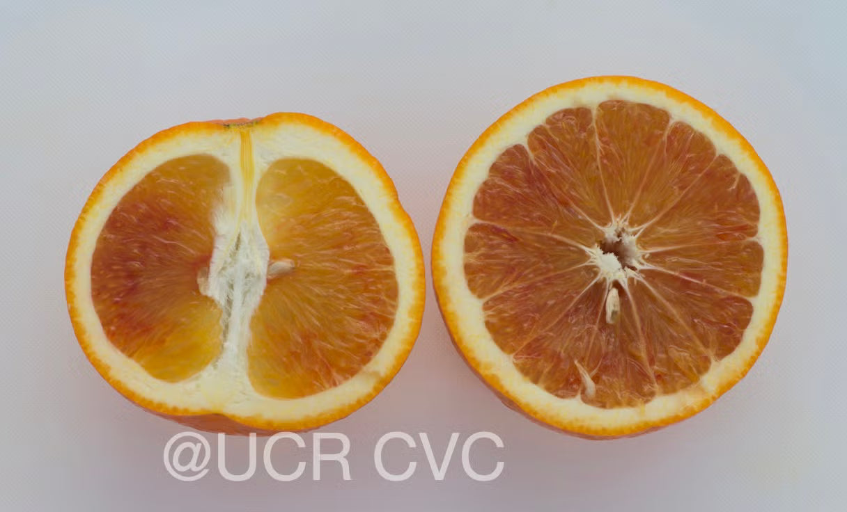 Shahani Red Pigmented Navel Orange Budwood citrus plant material online shopping