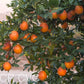 Shahani Red Pigmented Navel Orange Budwood citrus plant material online shopping