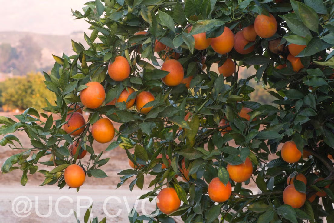 Shahani Red Pigmented Navel Orange Budwood citrus plant material online shopping