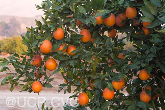 Shahani Red Pigmented Navel Orange Budwood citrus plant material online shopping
