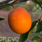Shahani Red Pigmented Navel Orange Budwood citrus plant material online shopping