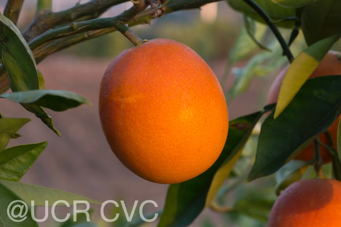 Shahani Red Pigmented Navel Orange Budwood citrus plant material online shopping