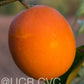Shahani Red Pigmented Navel Orange Budwood citrus plant material online shopping