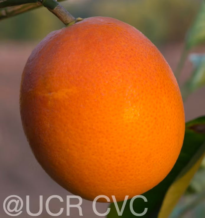 Shahani Red Pigmented Navel Orange Budwood citrus plant material online shopping