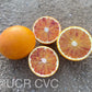 Shahani Red Pigmented Navel Orange Budwood citrus plant material online shopping