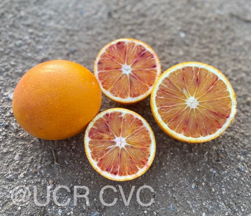 Shahani Red Pigmented Navel Orange Budwood citrus plant material online shopping