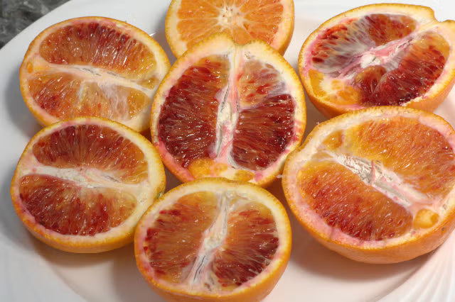 Shahani Red Pigmented Navel Orange Budwood citrus plant material online shopping