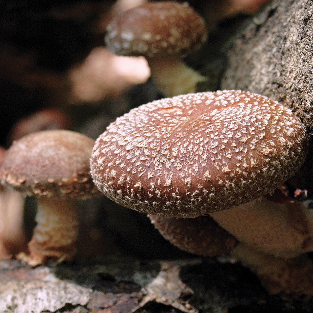 Shiitake