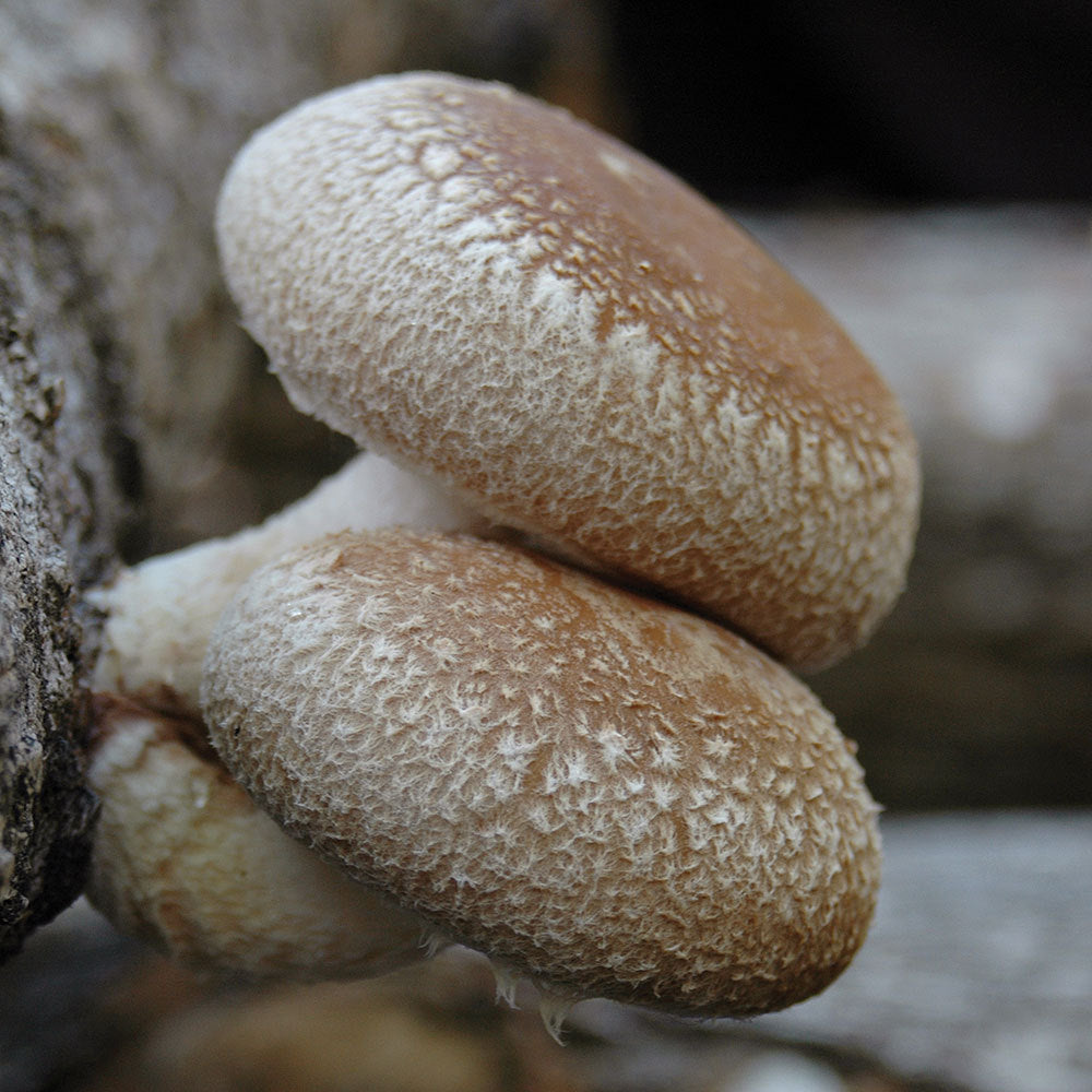 Shiitake