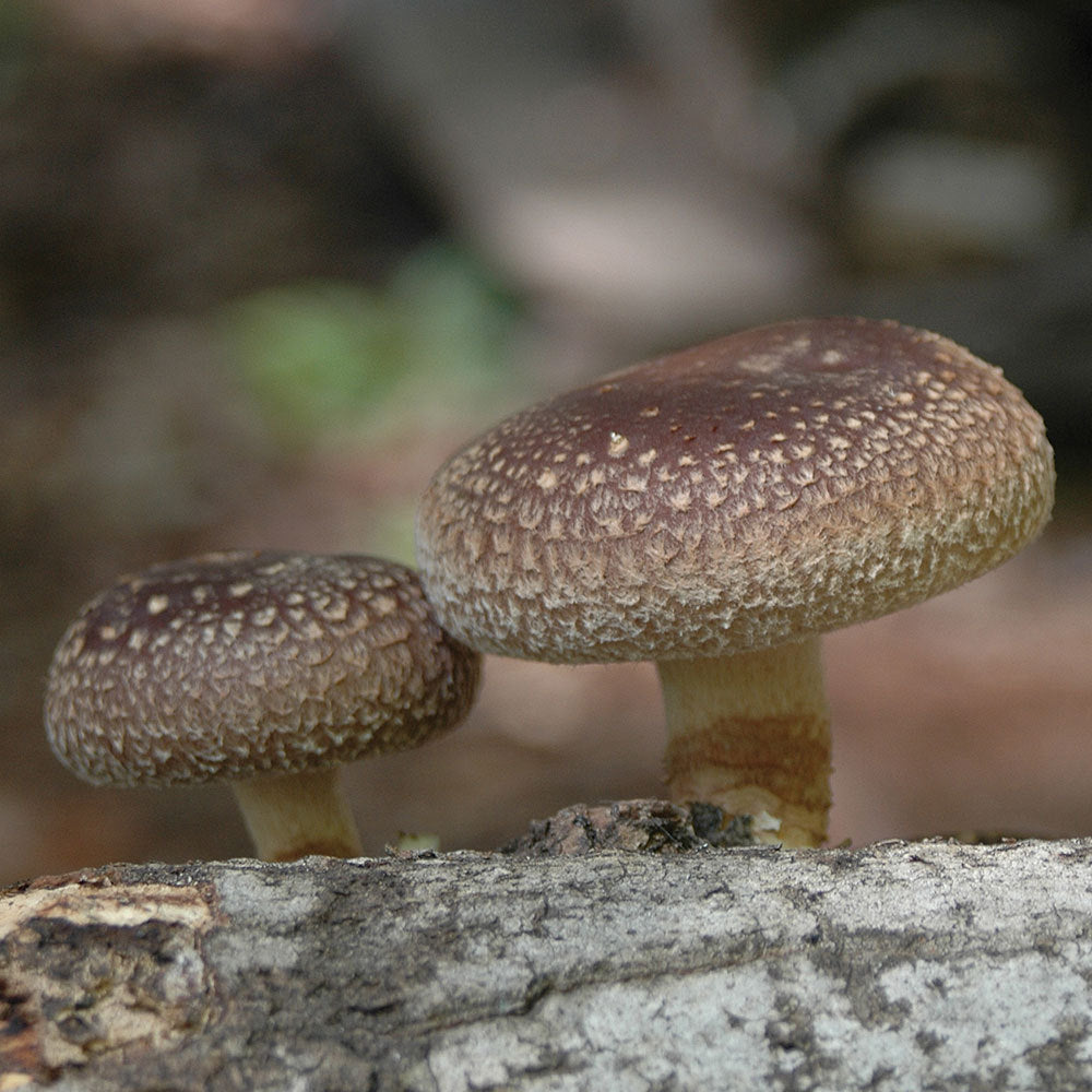 Shiitake