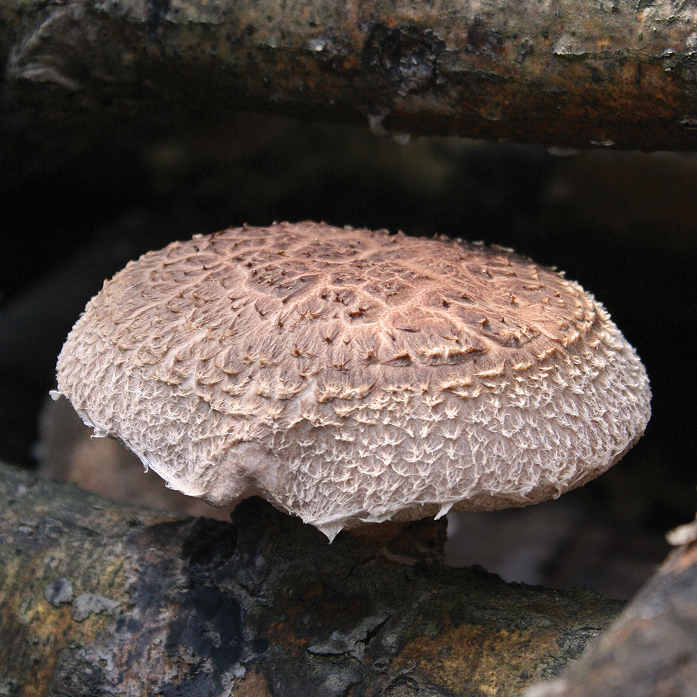 Shiitake