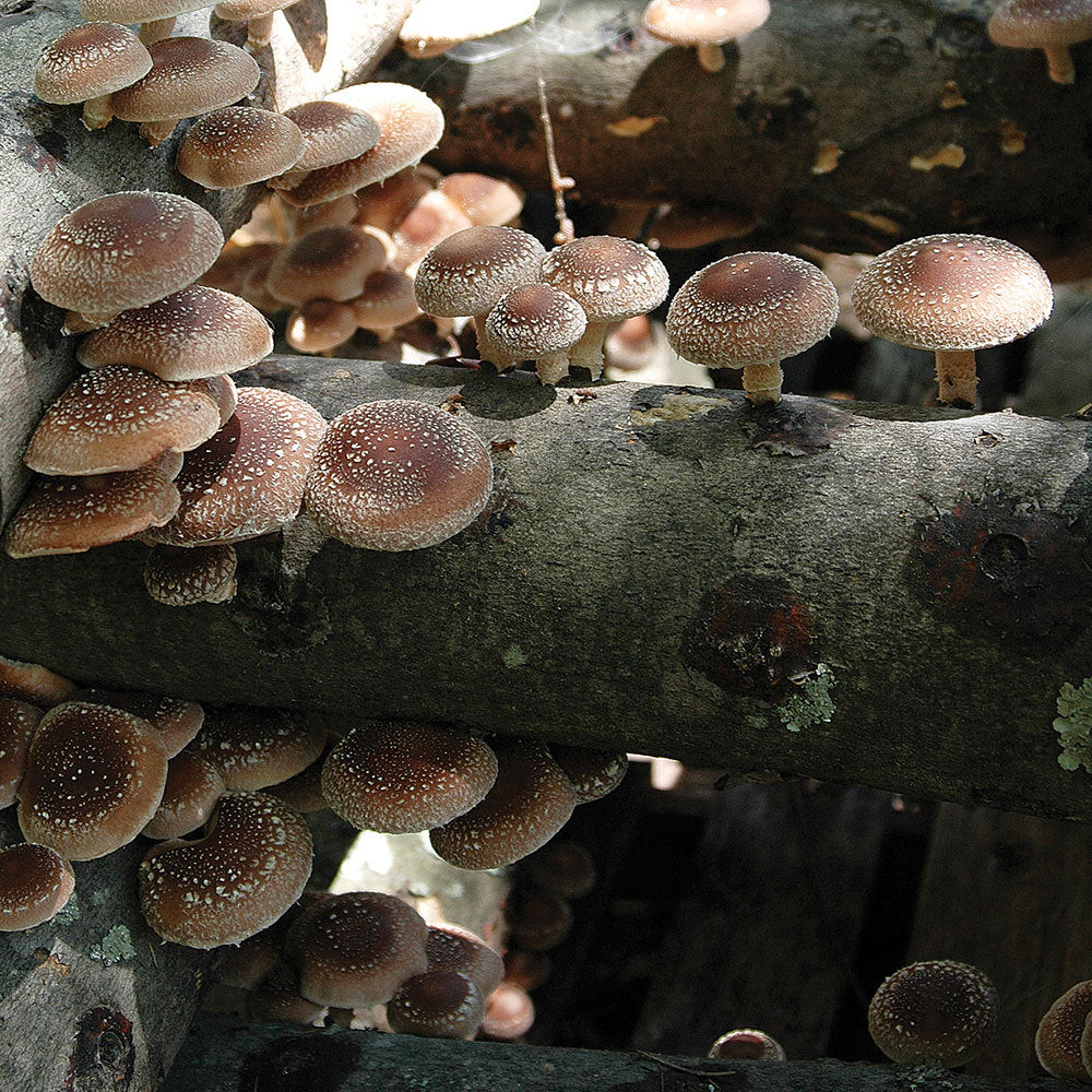 Shiitake