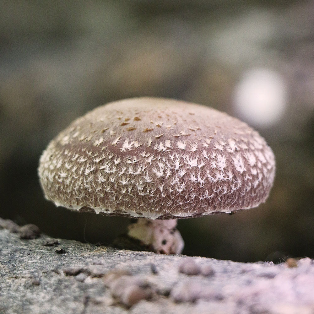 Shiitake