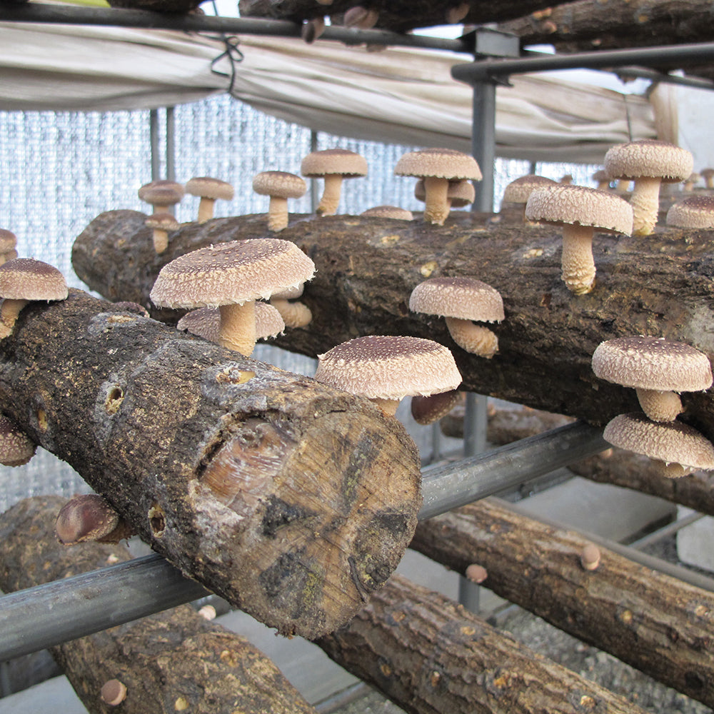 Shiitake