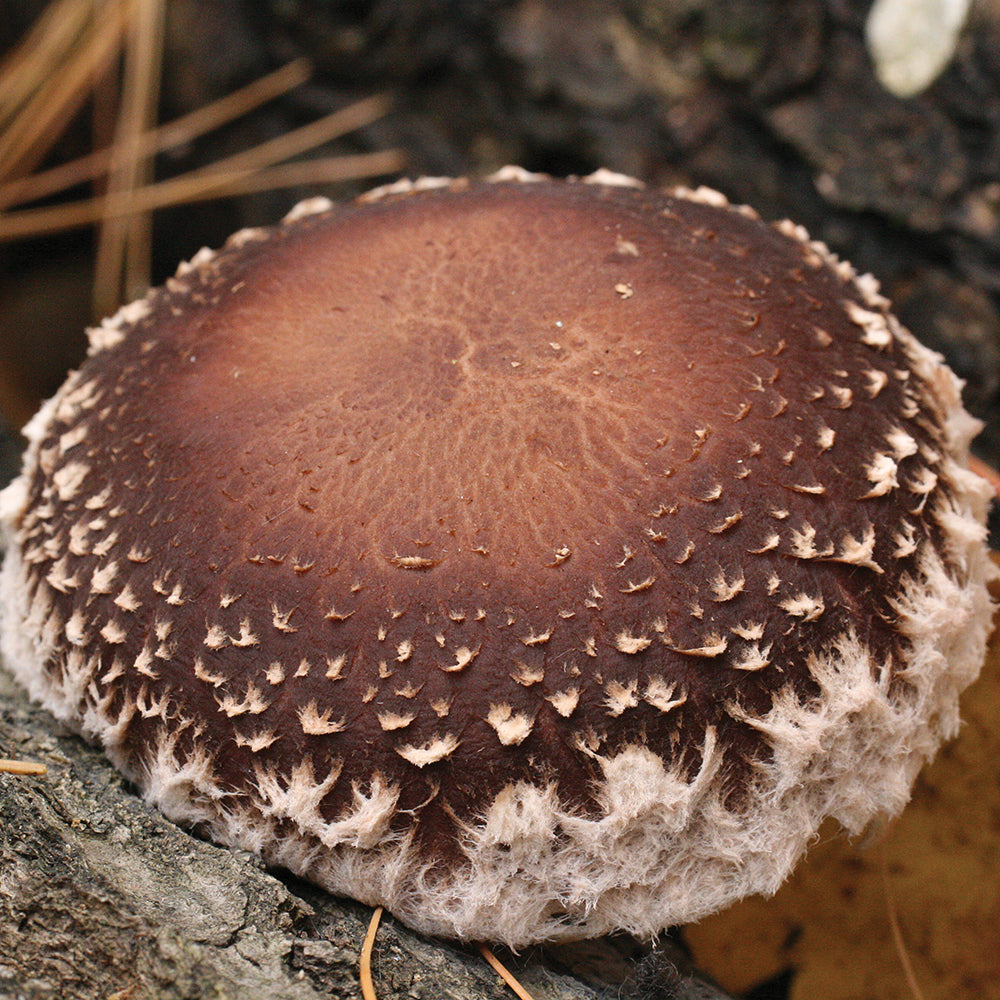 Shiitake