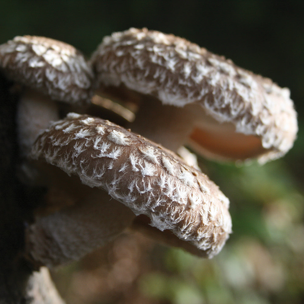 Shiitake