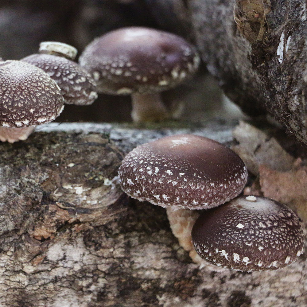 Shiitake