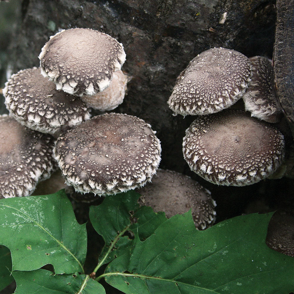 Shiitake