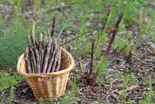 Purple Passion Asparagus