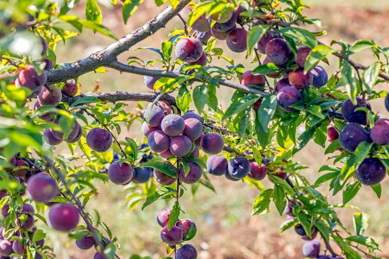 Plum Tree - Prunier