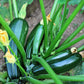 Black Beauty Summer Squash Seeds online shopping