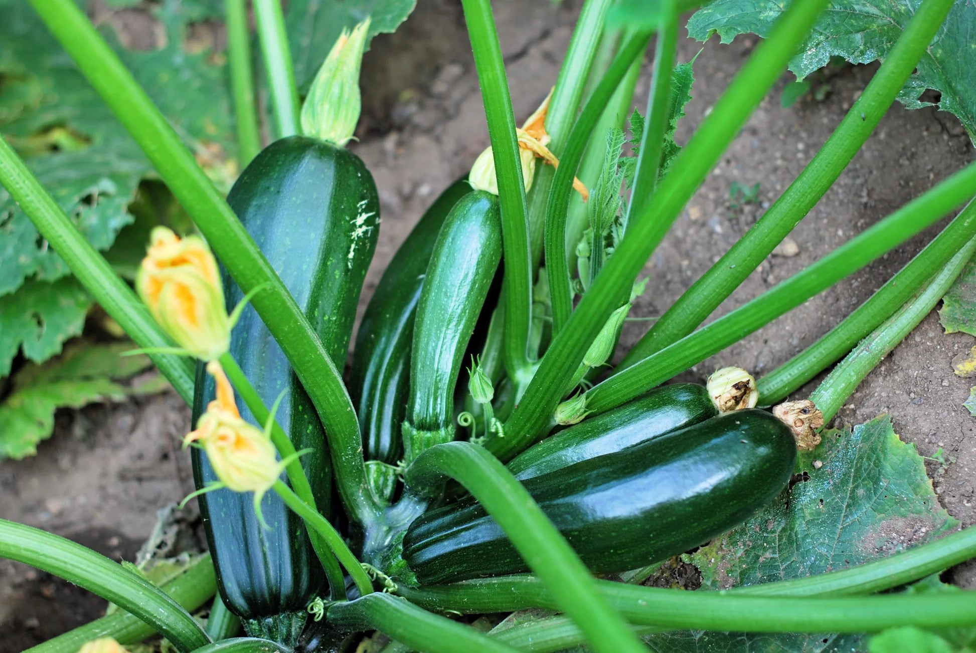 Black Beauty Summer Squash Seeds online shopping
