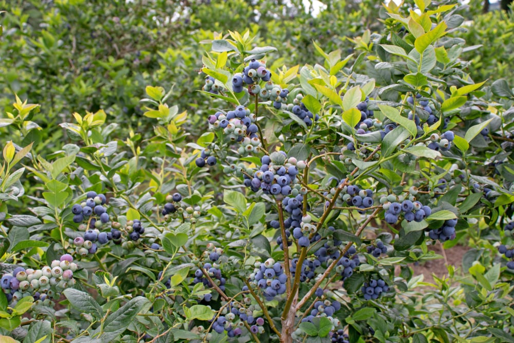 Duke Early Highbush Blueberry Plant