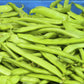 Campo di Fiori Bush Bean Seeds online shopping