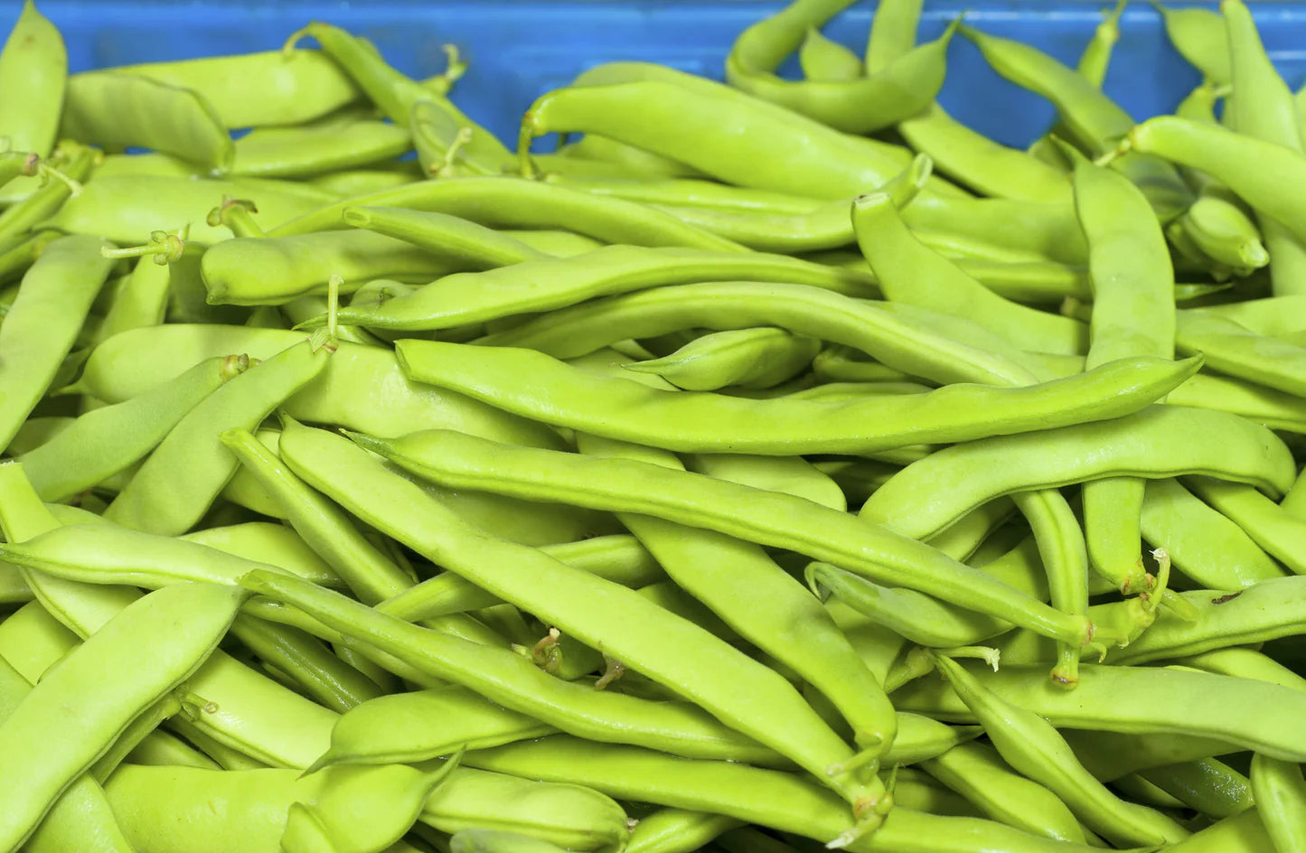 Campo di Fiori Bush Bean Seeds online shopping