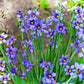 Western Blue-Eyed Grass (Sisyrinchium Bellum) Seeds online shopping