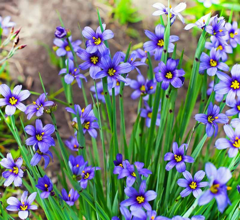 Western Blue-Eyed Grass (Sisyrinchium Bellum) Seeds online shopping