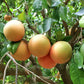 Citrus Trees - Arbres d'Agrumes
