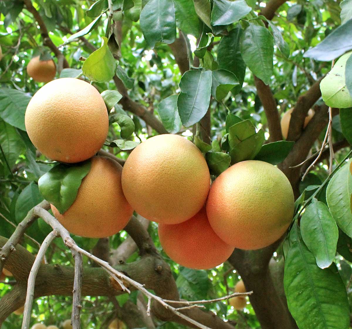 Citrus Trees - Arbres d'Agrumes