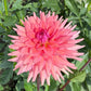 Barefoot Dahlia