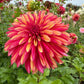 Gitts Braveheart Dahlia