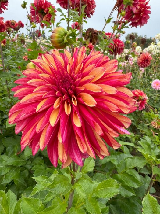 Gitts Braveheart Dahlia