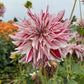 Knight’s Armour Dahlia