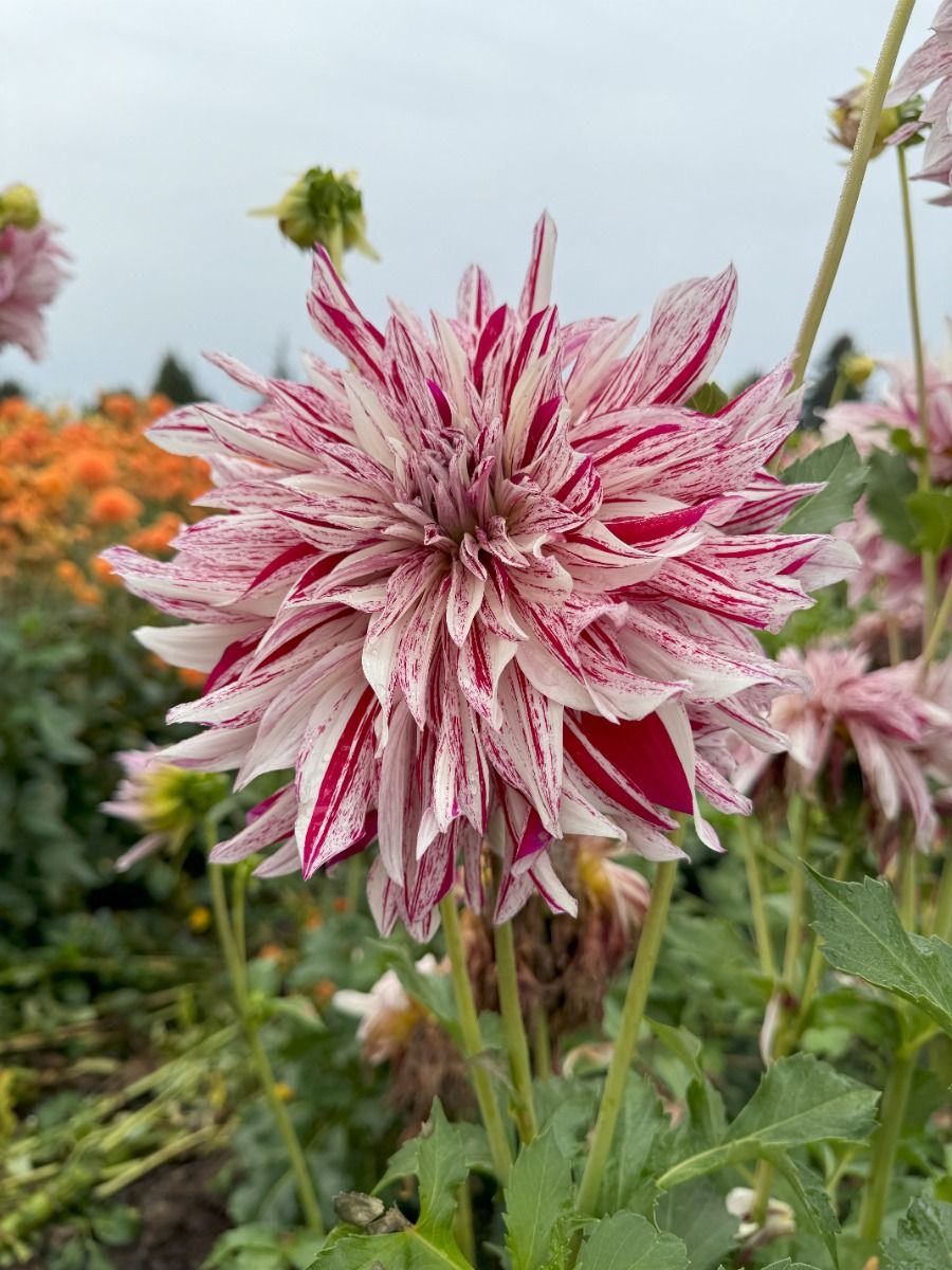 Knight’s Armour Dahlia