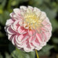 Tutu Much Dahlia Plants online shopping