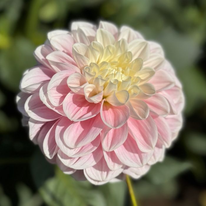 Tutu Much Dahlia Plants online shopping
