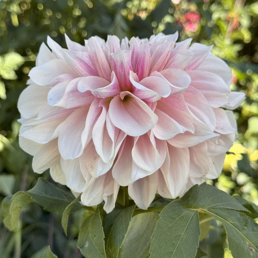 Dreamland Dahlia