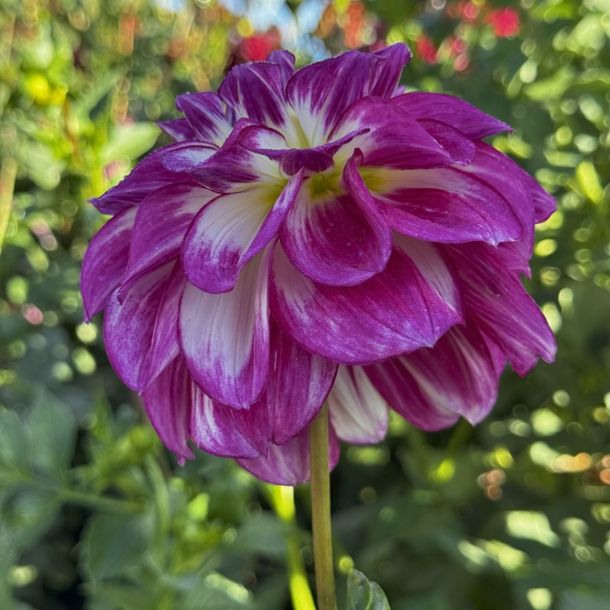 Miss Attitude Dahlia