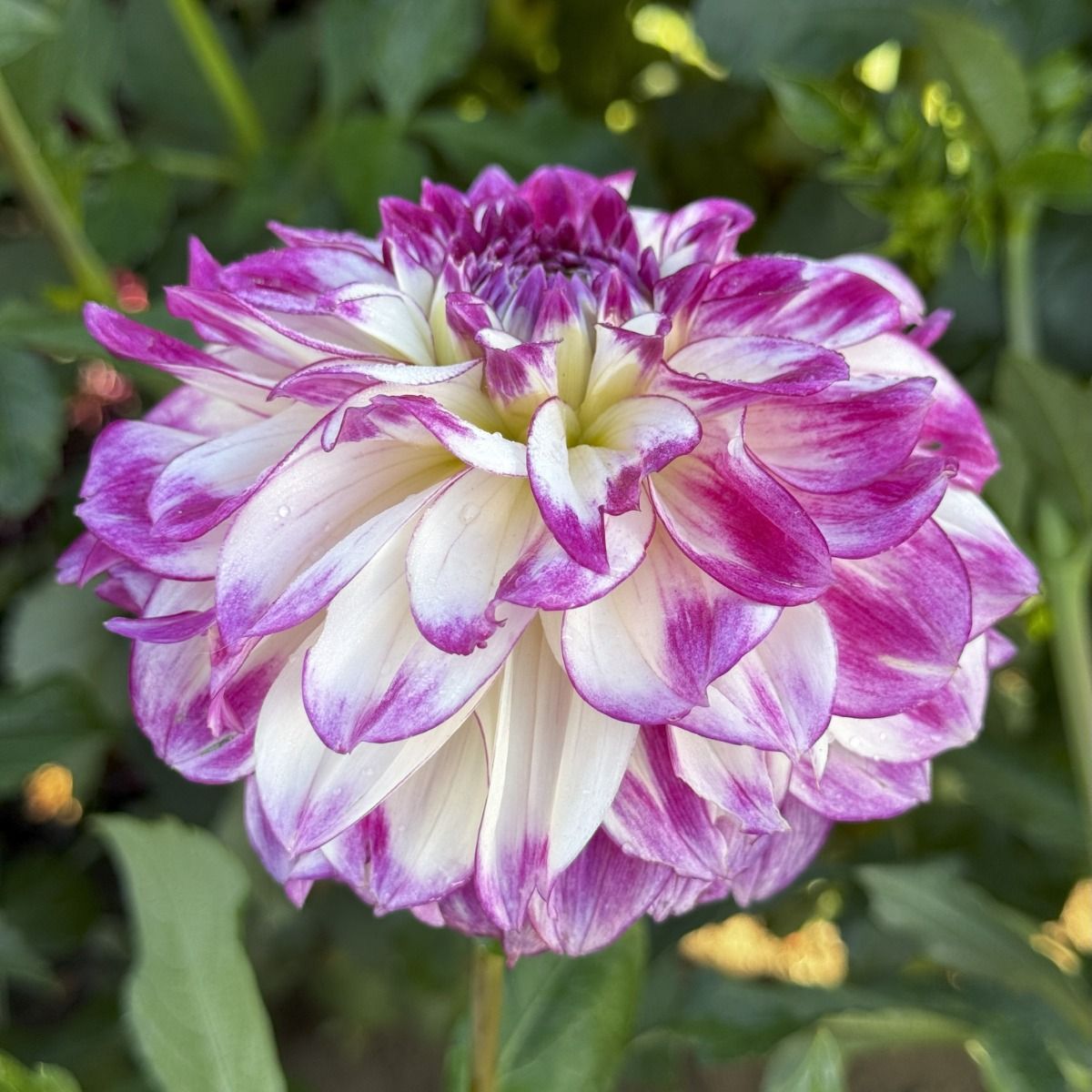 Miss Attitude Dahlia