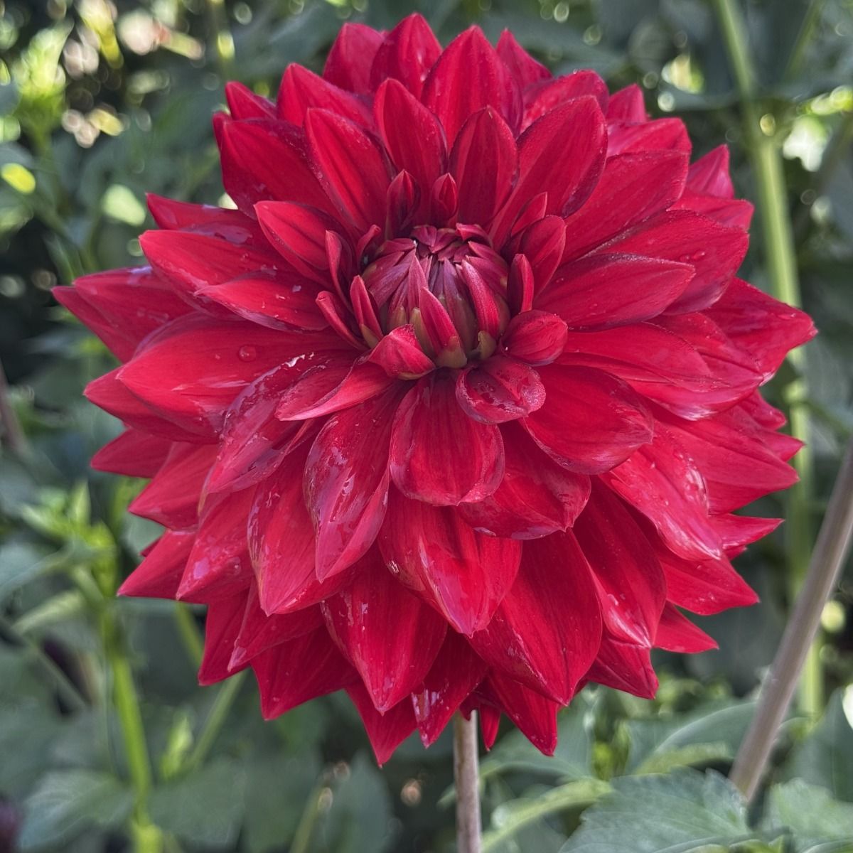 Opening Night Dahlia