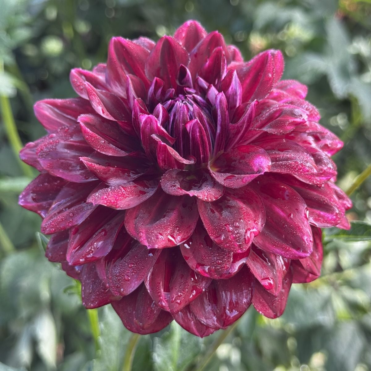 Star Dust Dahlia – EVERGREEN