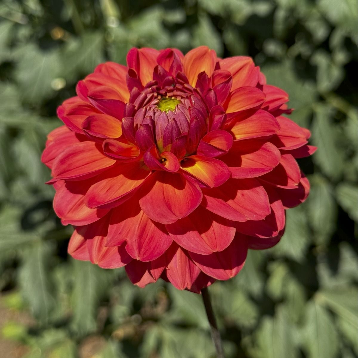 Sweet Nectar Dahlia
