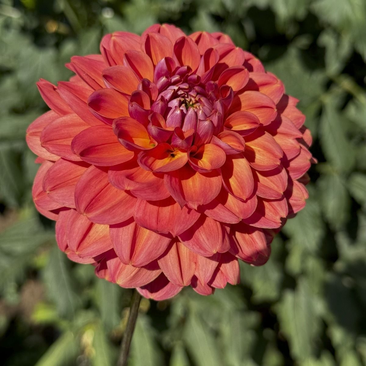 Sweet Nectar Dahlia