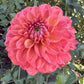Sweet Nectar Dahlia
