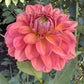 Sweet Nectar Dahlia