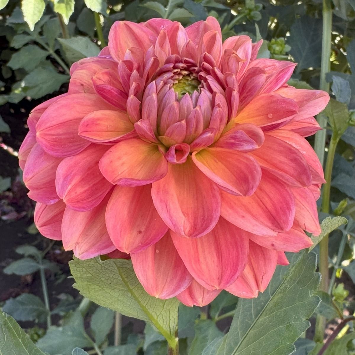 Sweet Nectar Dahlia